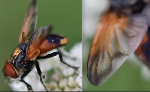 Réf. 266 019 : Phasia aurigera
